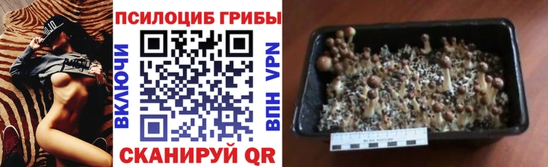 магазин  наркотиков  Волхов  Псилоцибиновые грибы ЛСД 